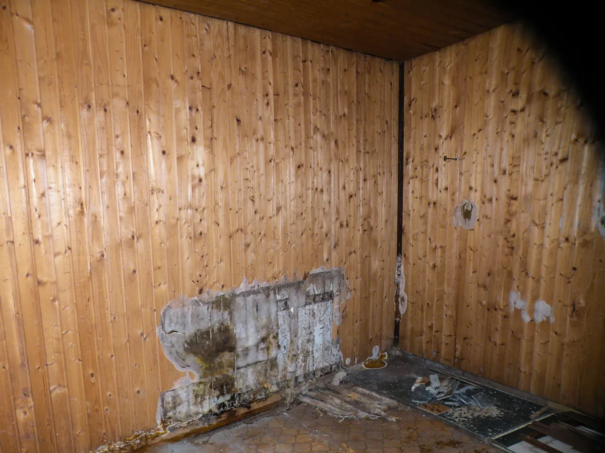 Pilzbefall an einer Holzvertäfelung im Kellerraum